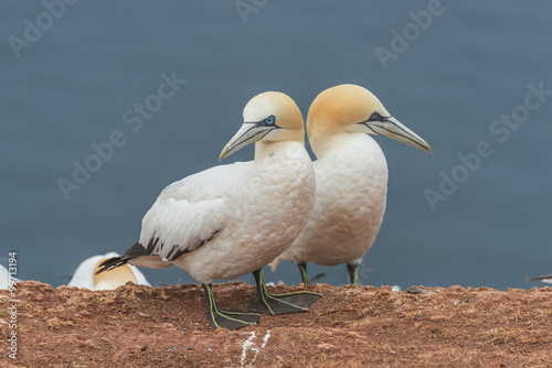 Behavior of wild migrating gannets at island Helgoland  Germany 