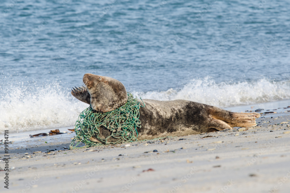 Obraz premium Grey seal lying on the beach trapped in a fisherman's net