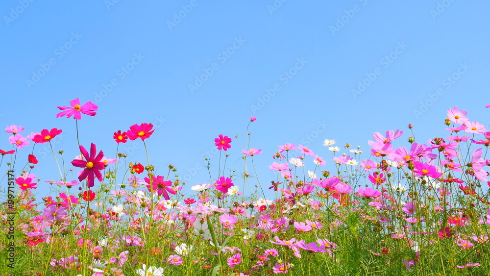 panning shot of cosmos flower field with blue sky panning shot of cosmos flower field with blue sky