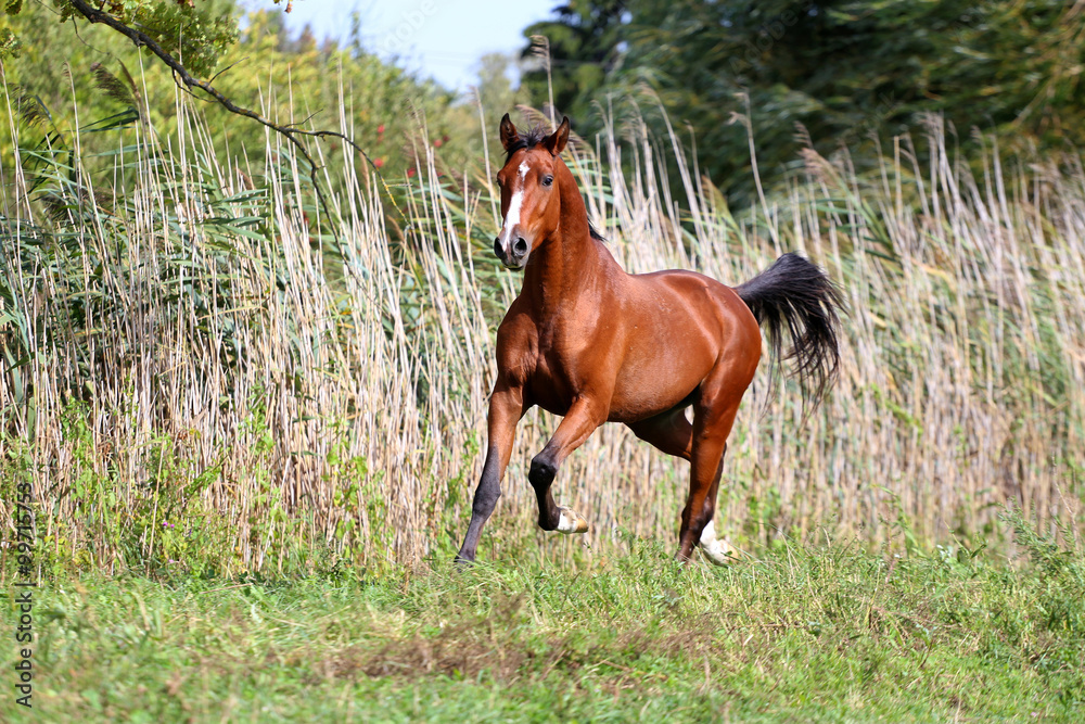 Fototapeta premium Arabian breed horse galloping on pasture against green reed