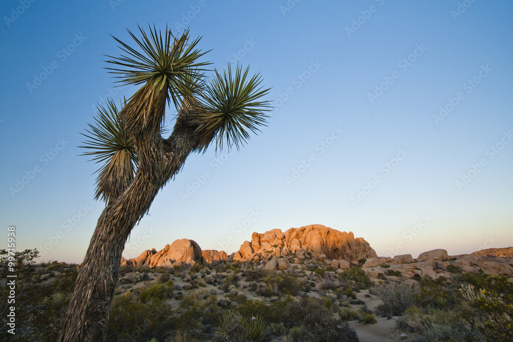 Joshua Tree in Desert Landscape of California Joshua Tree in Desert Landscape of California