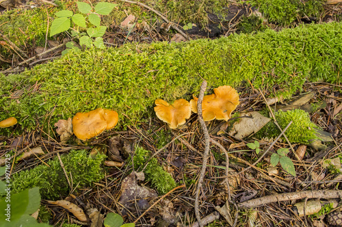 Three yellow fungus.