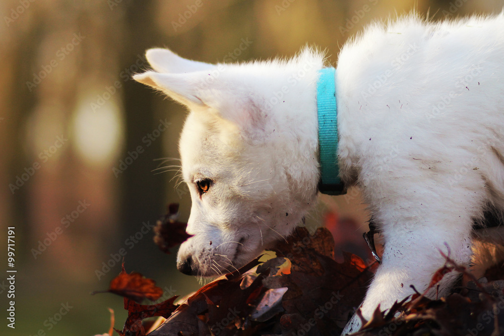 Фотография Weißer Schäferhundwelpe