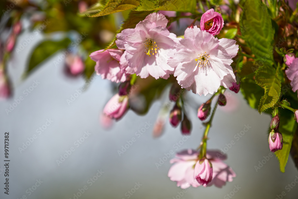 Obraz premium Cherry blossoms