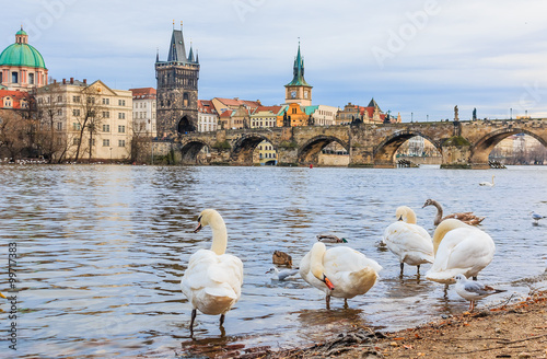 Charles bridge and swans in Prague