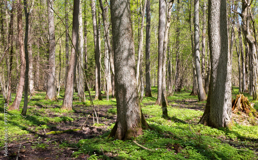 Riparian stand of Bialowieza Forest in sun Riparian stand of Bialowieza Forest in sun