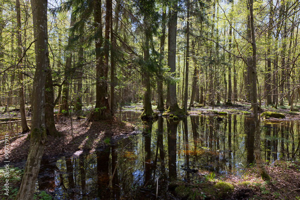 Riparian stand of Bialowieza Forest in sun