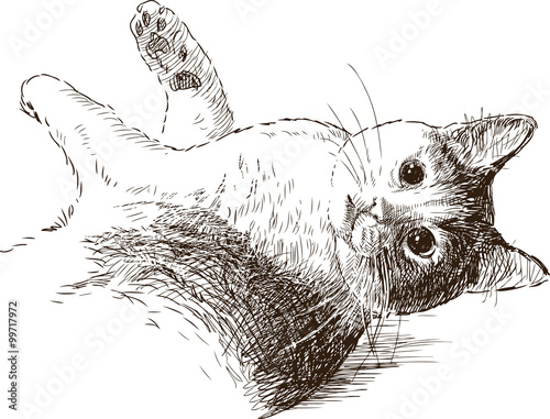 sketch of playful cat 