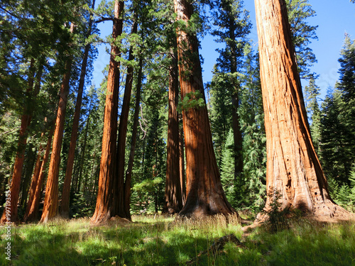 Redwood trees in Sequoia National Park