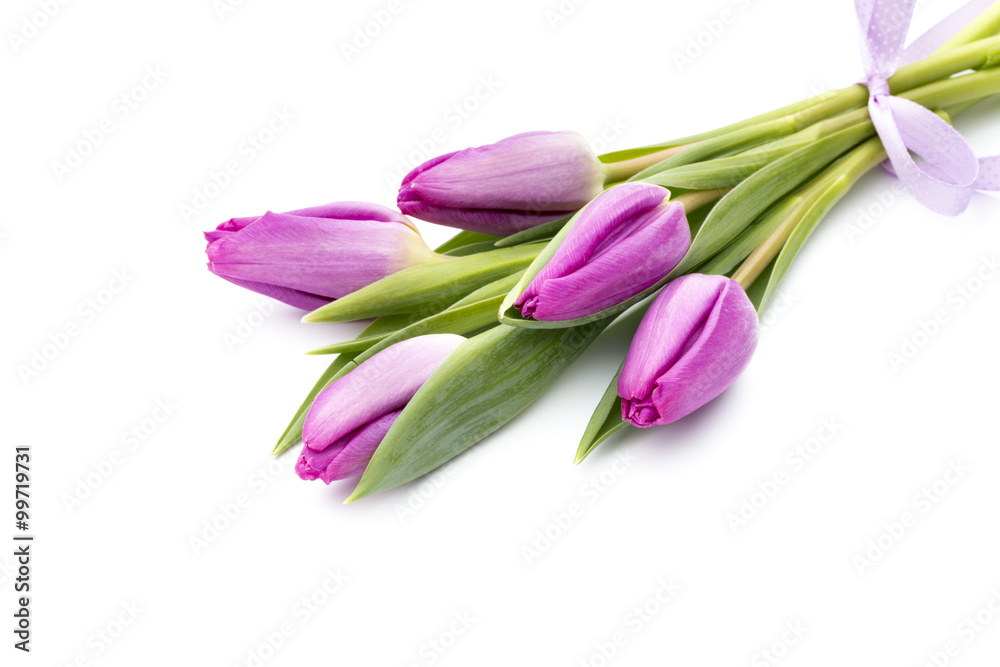 Tulips on the white background. Tulips on the white background.