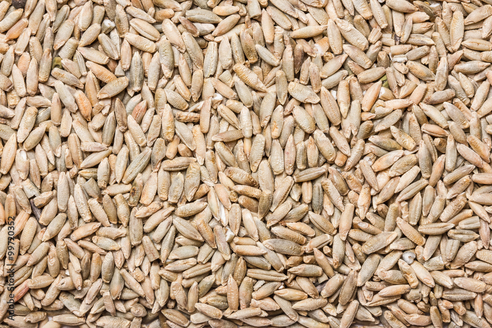 Oat seeds texture. Oat seeds texture.