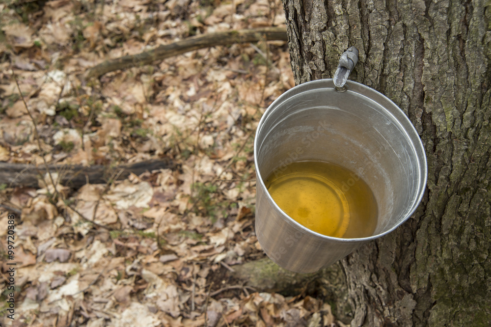 Pail Used To Collect Sap Of Maple Trees To Produce Maple Syrup I Stock Foto Adobe Stock 4402