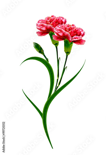 Bouquet of flowers carnation. Flowers isolated on white backgrou