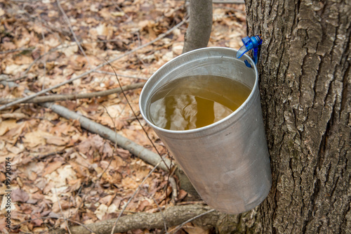 Quadro su tela Pail used to collect sap of maple trees to produce maple syrup i