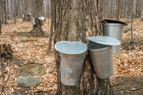 several buckets used to collect sap of maple trees to produce ma