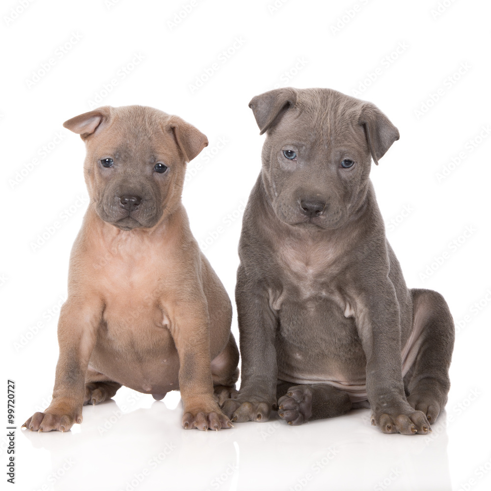 fawn and grey thai ridgeback puppies posing together