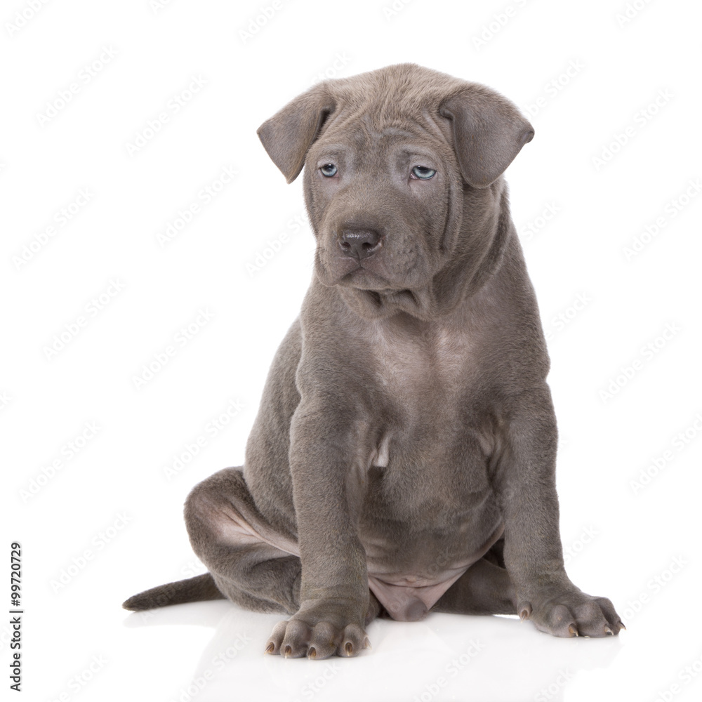 Obraz premium thai ridgeback puppy posing on white