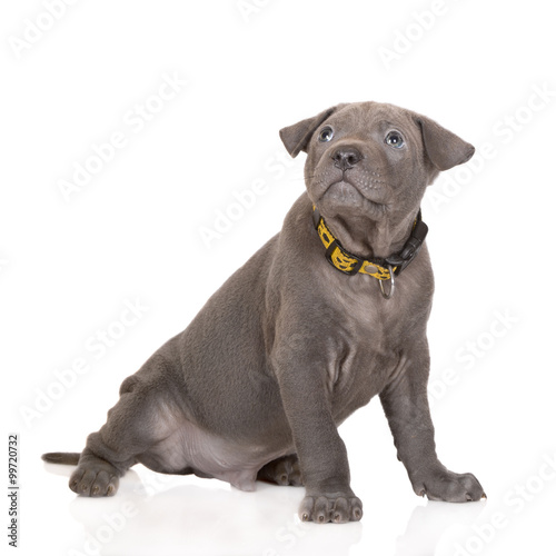 Fototapeta Naklejka Na Ścianę i Meble -  adorable grey thai ridgeback puppy in a collar