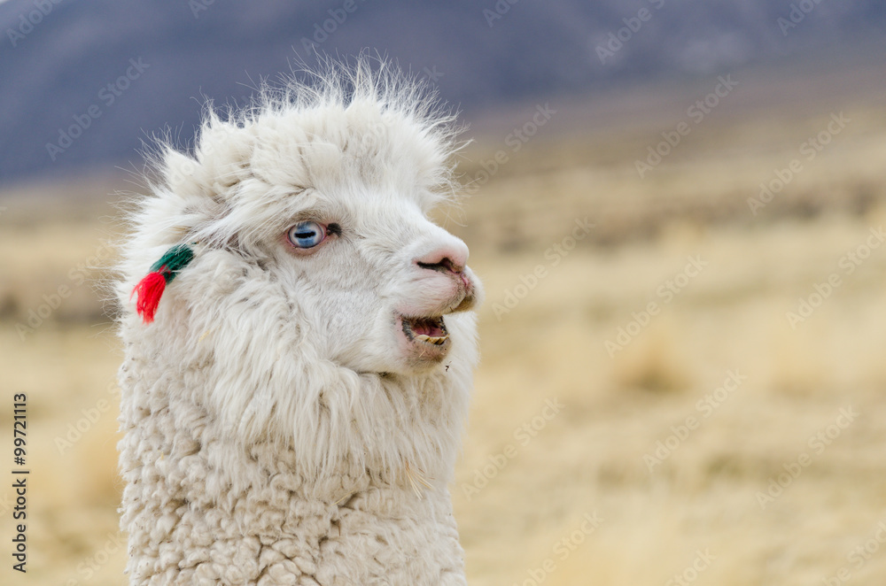 Obraz premium Alpaca Portrait