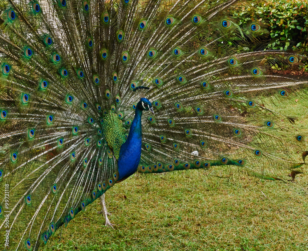 Obraz premium Pfauenrad