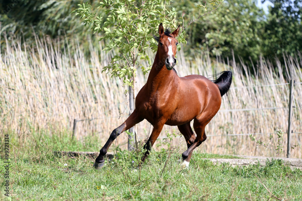 Thoroughbred young stallion canter on summer meadow