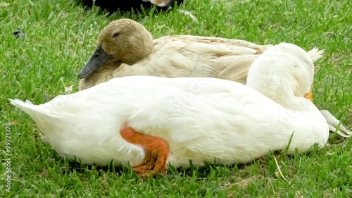 Closeup of white and mottled brown ducks sleeping on grass with background bird quack sounds, 4K 24p