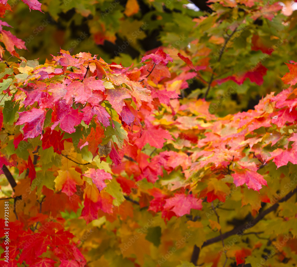 closeup of autumn foliage closeup of autumn foliage