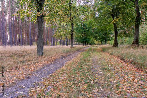 colourful leaves