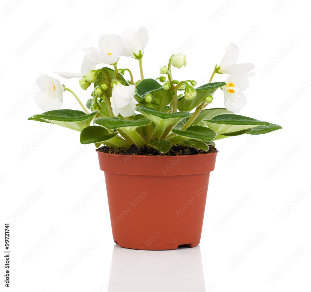 Saintpaulias flowers, isolated on white background Saintpaulias flowers, isolated on white background