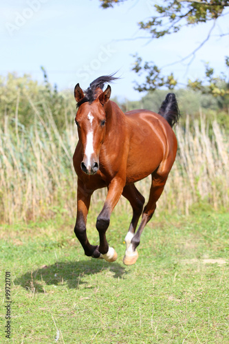 Arabian stallion runs gallop across summer meadow © acceptfoto