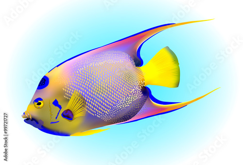 Queen Angel Fish