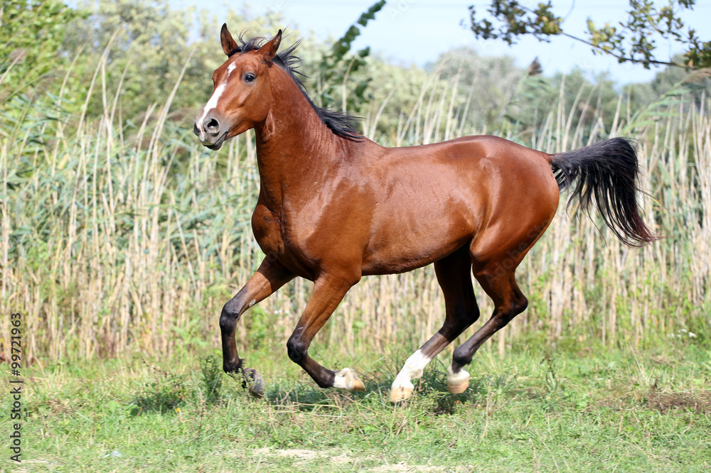 Arabian stallion runs gallop across summer meadow Arabian stallion runs gallop across summer meadow