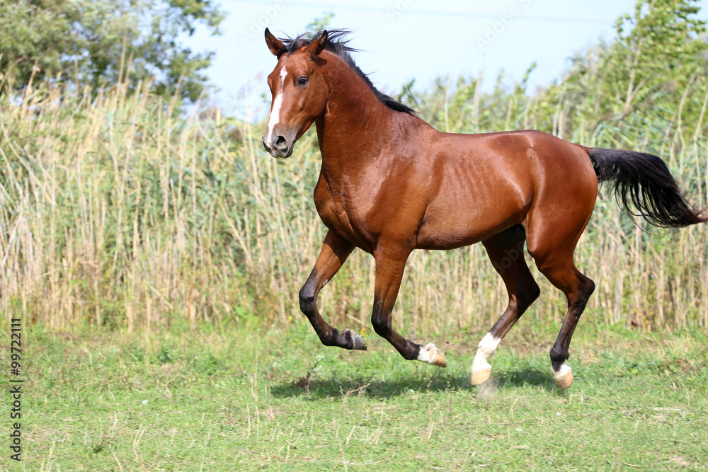 Beautiful arabian breed horse running on the field Beautiful arabian breed horse running on the field