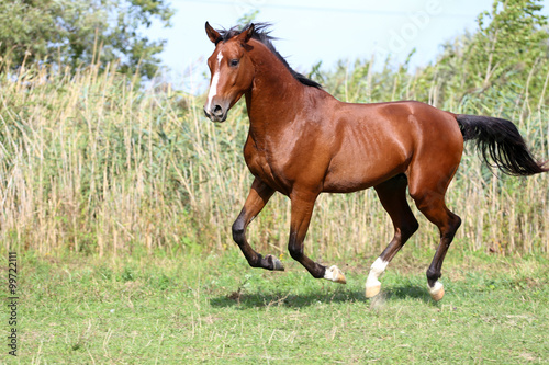 Beautiful arabian breed horse running on the field © acceptfoto