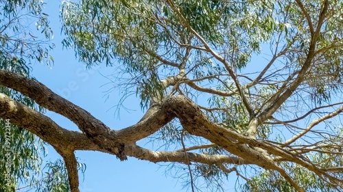 Beautiful eucalyptus tree branches against blue sky with gently swaying leaves, 4K 24p