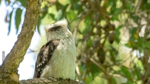 Laughing kookaburra using its large bill to groom feathers