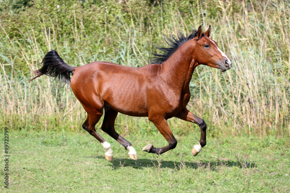 Arabian breed horse galloping across a green summer pasture Arabian breed horse galloping across a green summer pasture