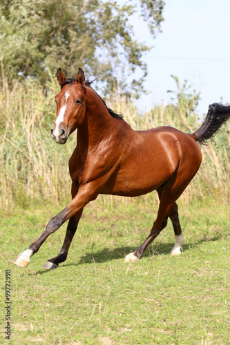 Beautiful arabian stallion galloping on summer pasture