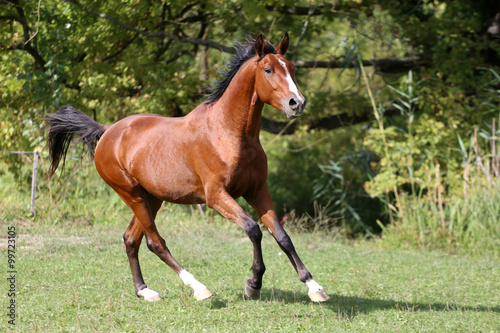 Shot of a galloping young arabian  stallion on pasture