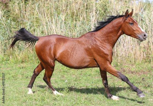 Arabian breed horse galloping across a green summer pasture