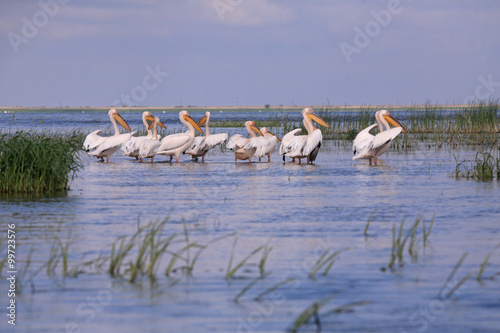 pelicans in the danube delta