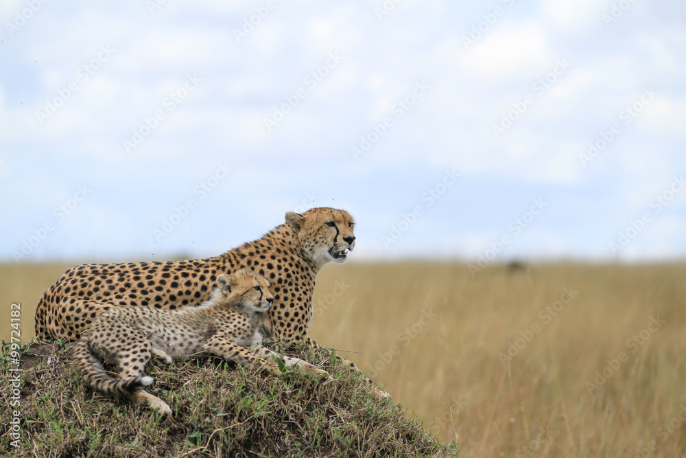 Obraz premium Guepardos Maasai