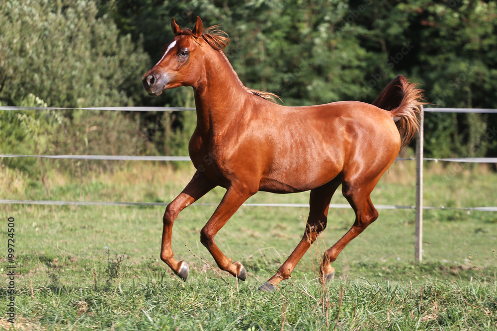 Side view shot of a galloping young arabian stallion on pasture Side view shot of a galloping young arabian stallion on pasture