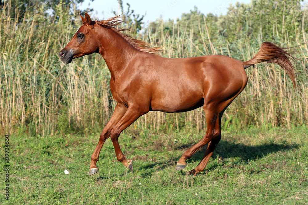 Fototapeta premium Beautiful arabian breed horse running on the field