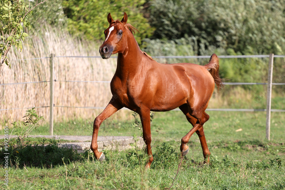 Arabian stallion runs gallop across summer meadow Arabian stallion runs gallop across summer meadow