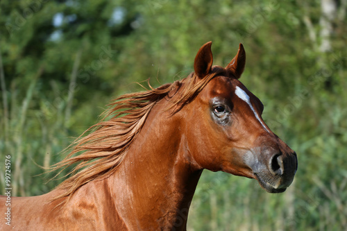 Head shot of a thoroughbred young stallion on summer meadow