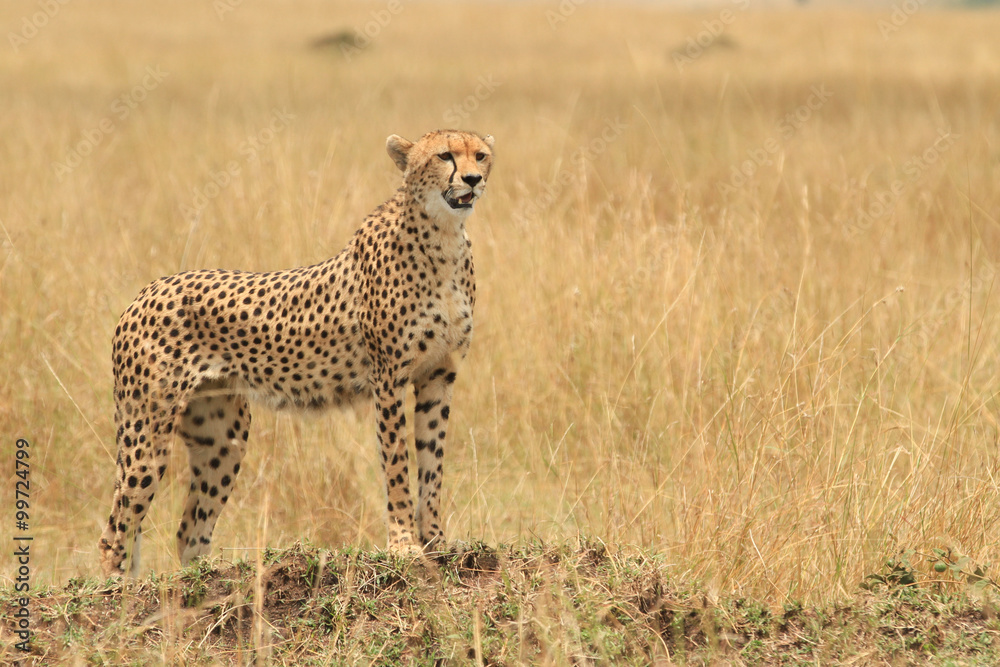 Naklejka premium Guepardos Maasai