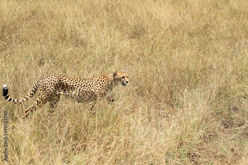 Guepardos Maasai