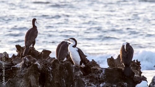 Australian seabirds resting at dusk against rocky ocean coastline (pied cormorant)