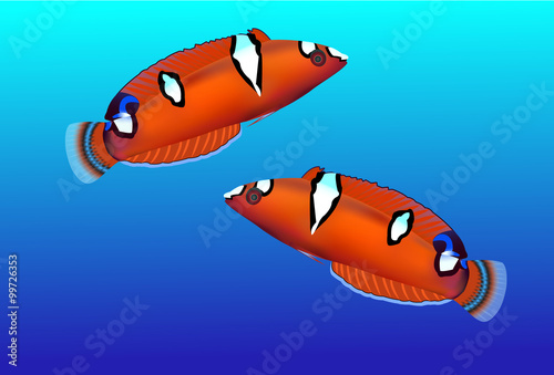 Tropical fish isolated, vector illustration